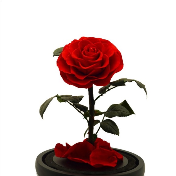 Beauty and the Beast Rose, Preserved Rose in Dome - Picture 5 of 8